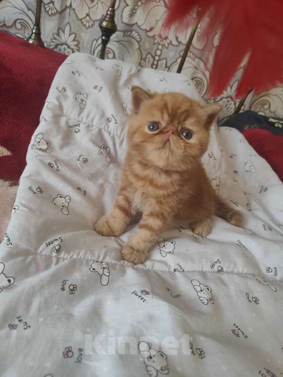 Кошки в Челябинске: Котёнок экзот Мальчик, 39 000 руб. - фото 5