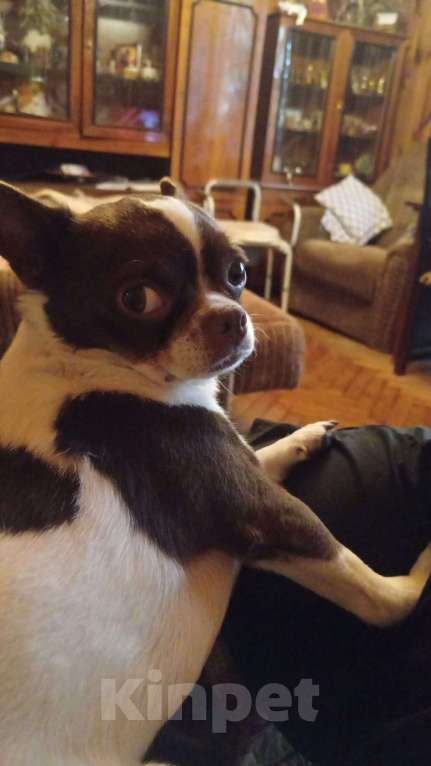 Собаки в Павловском Посаде: Вязка  Мальчик, 15 000 руб. - фото 4