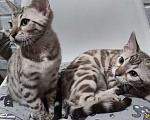 Кошки в Копейске: Продам бенгальских котят Девочка, 25 000 руб. - фото 6