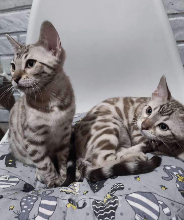 Кошки в Копейске: Продам бенгальских котят Девочка, 25 000 руб. - фото 6