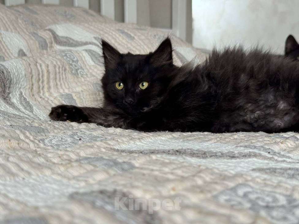 Кошки в Москве: котенок Зитта ищет дом Девочка, Бесплатно - фото 7