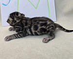 Кошки в Ростове-на-Дону: Бенгальские тигрята Мальчик, 60 000 руб. - фото 6