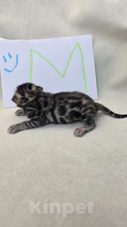 Кошки в Ростове-на-Дону: Бенгальские тигрята Мальчик, 60 000 руб. - фото 6