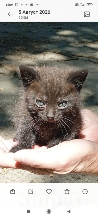 Кошки в Калуге: Котенок Мальчик, Бесплатно - фото 1