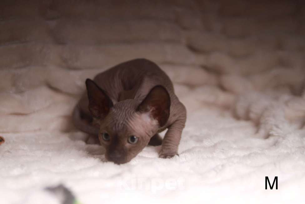 Кошки в других городах Московской области: Продаю котят канадского сфинкса Мальчик, 25 000 руб. - фото 3