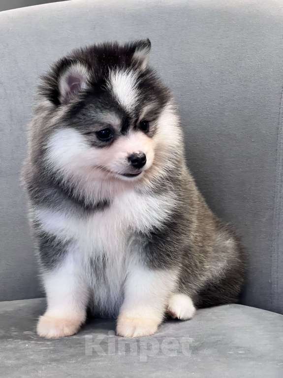 Собаки в Санкт-Петербурге: Девочка Помски Девочка, 100 000 руб. - фото 6