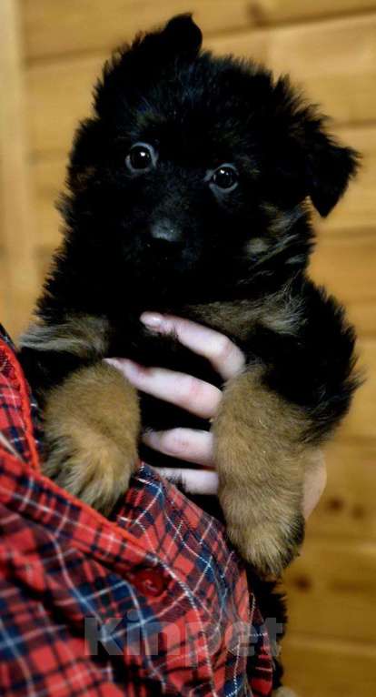 Собаки в других городах Московской области: Немецкая овчарка длинношёрстная Девочка, 55 000 руб. - фото 1