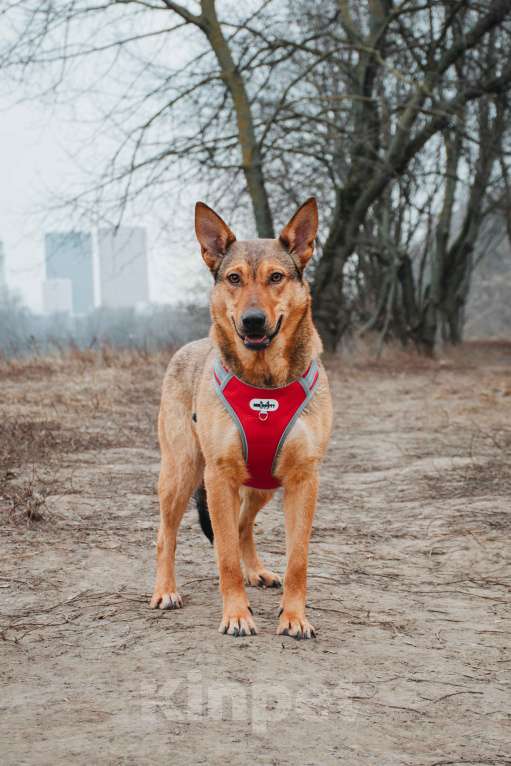 Собаки в Москве: Яшма - небольшая молодая контактная собачка из приюта в добрые руки  Девочка, Бесплатно - фото 7