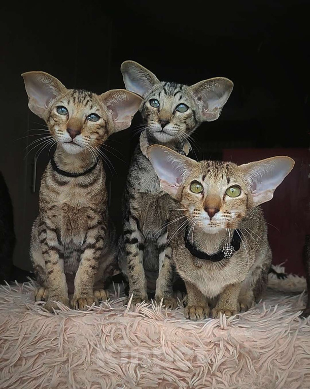 Кошки в Санкт-Петербурге: Ориентальная кошечка Девочка, Бесплатно - фото 2