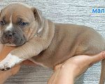 Собаки в Донецке: Бронирование щенков американский булли Мальчик, Бесплатно - фото 6