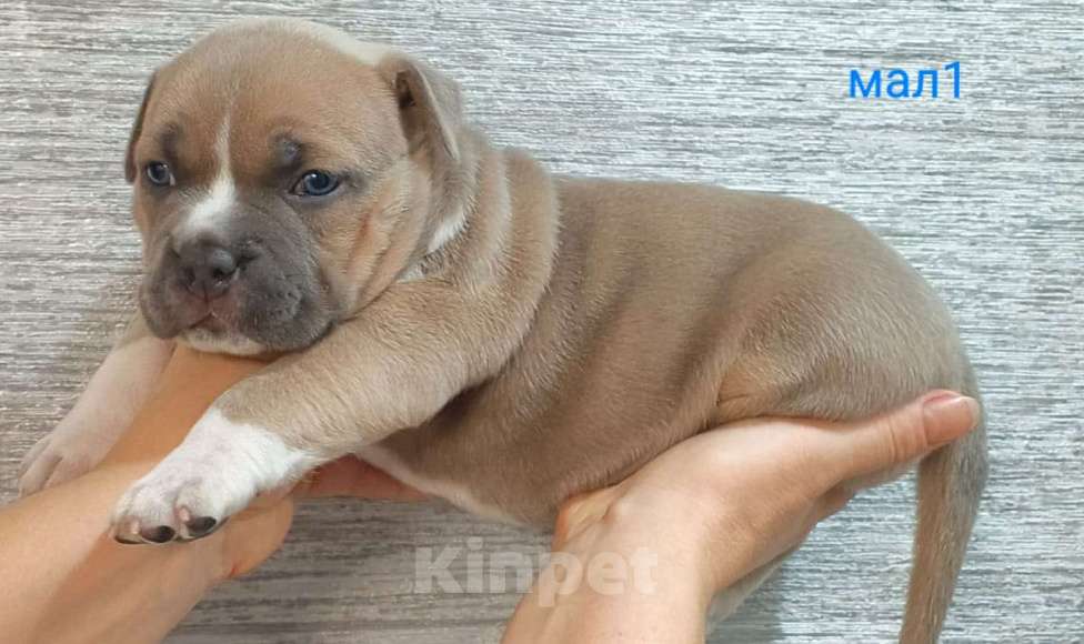 Собаки в Донецке: Бронирование щенков американский булли Мальчик, Бесплатно - фото 6