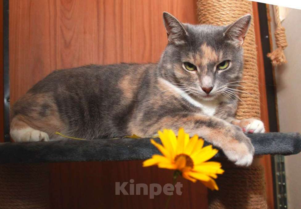 Кошки в Калуге: Мелисса, принцесса осени. Кошка в добрые руки.  Девочка, Бесплатно - фото 5