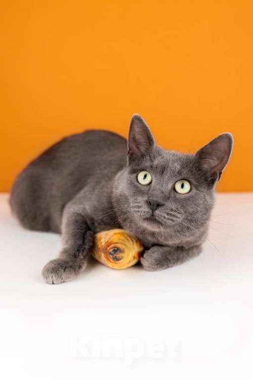 Кошки в Москве: Крупный красавчик русской голубой породы Торр в дар Мальчик, 1 руб. - фото 4