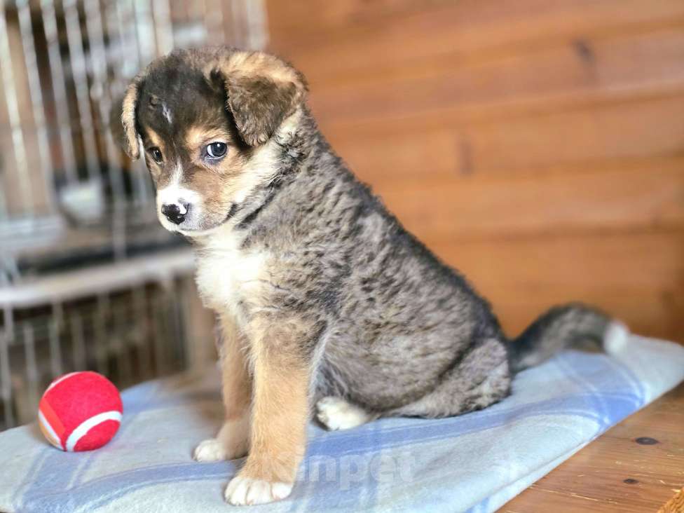 Собаки в Новосибирске: Щенок отчаянно ищет свой дом в Новосибирске Мальчик, Бесплатно - фото 8