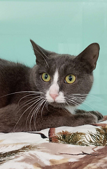 Мышка в поисках дома