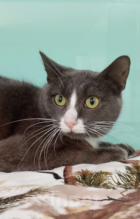 Кошки в Лобне: Мышка в поисках дома Девочка, Бесплатно - фото 1