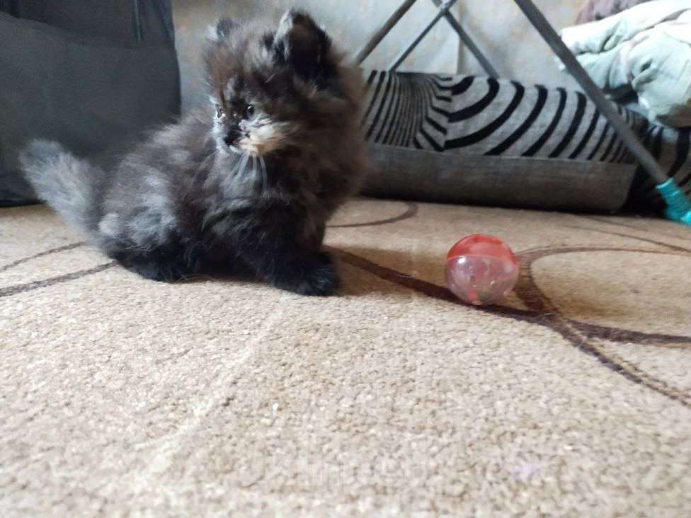 Кошки в Дмитрове: котенок ищет дом Девочка, 4 000 руб. - фото 3