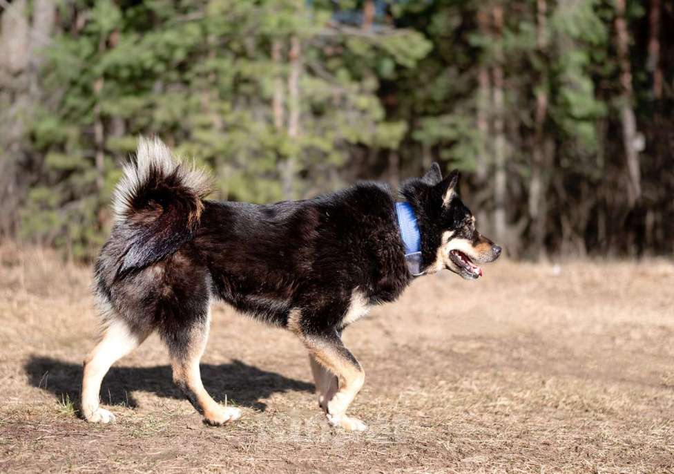 Собаки в Москве: метис лайки классный кобель Джейсон ищет семью Мальчик, Бесплатно - фото 3