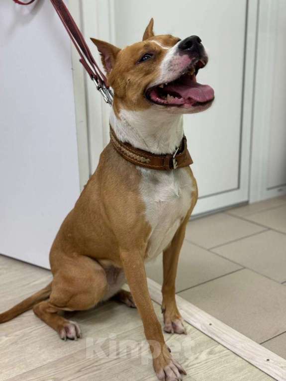 Собаки в Москве: Ищет семью собака Хельга. В добрые руки. Девочка, Бесплатно - фото 7