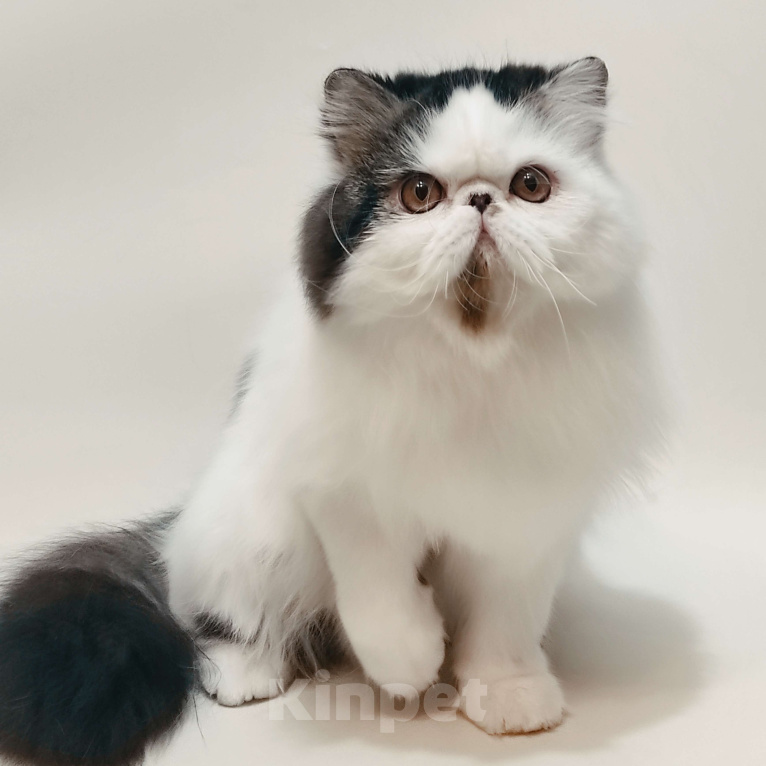 Кошки в Новосибирске: Персидский котик Мальчик, 50 000 руб. - фото 2