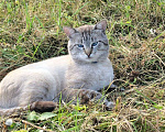 Кошки в Королеве: Ищу Кота  Мальчик, 5 000 руб. - фото 5