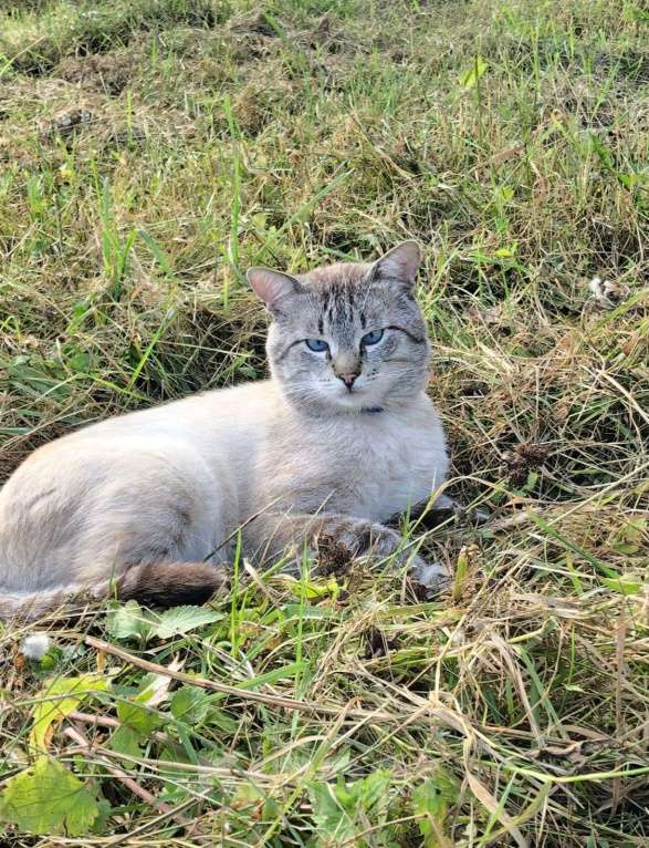 Кошки в Королеве: Ищу Кота  Мальчик, 5 000 руб. - фото 5