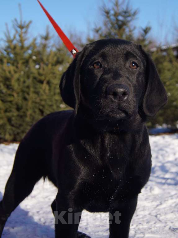 Собаки в Москве: Щенки лабрадора Разнополые, Бесплатно - фото 6
