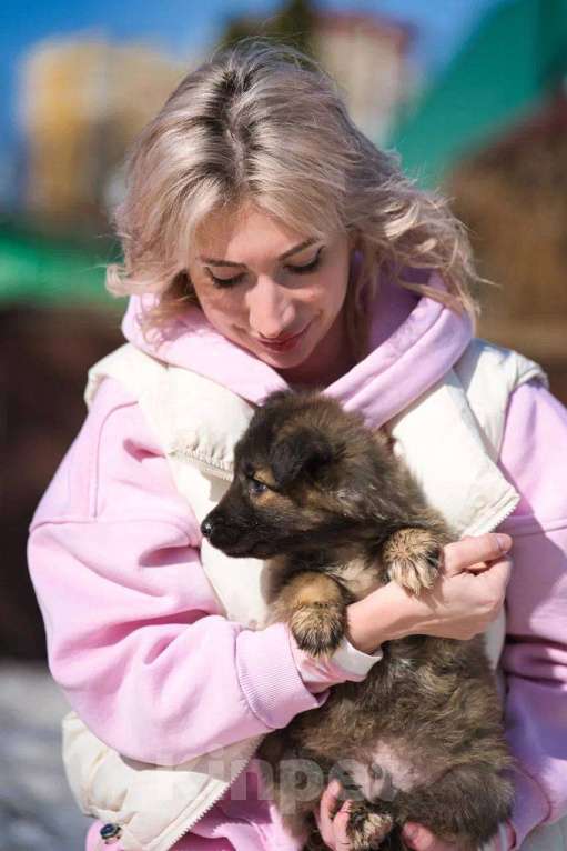 Собаки в Красногорске: Оттоне Мальчик, Бесплатно - фото 2