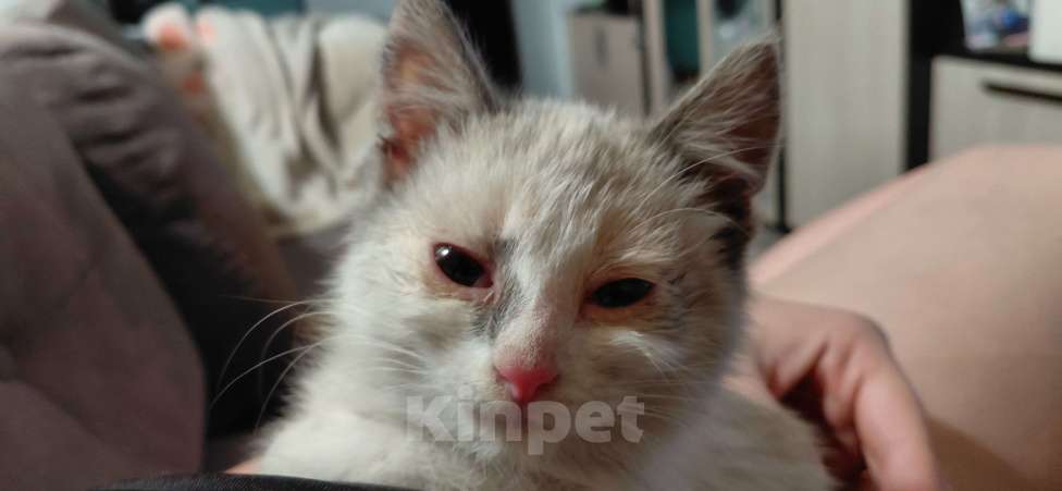 Кошки в Рязани: Грустный котёнок в добрые руки Девочка, Бесплатно - фото 2