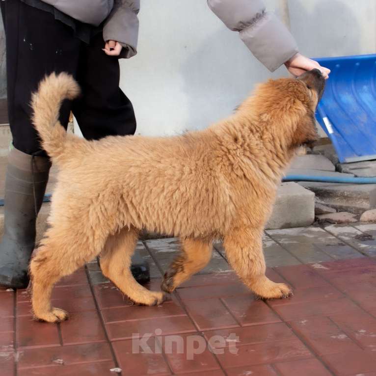 Собаки в Москве: Щенок Монгольского Банхара Мальчик, Бесплатно - фото 6