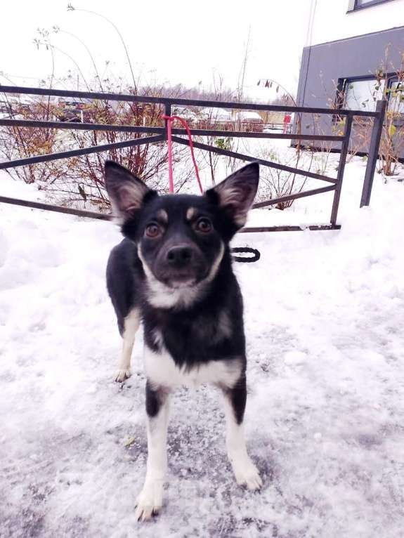 Собаки в Санкт-Петербурге: Ищет дом крошка-собачка весом 6 кг Девочка, Бесплатно - фото 4