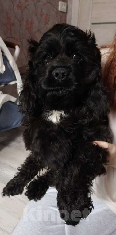 Собаки в других городах Ленинградской области: Американский кокер спаниель Мальчик, 20 000 руб. - фото 1