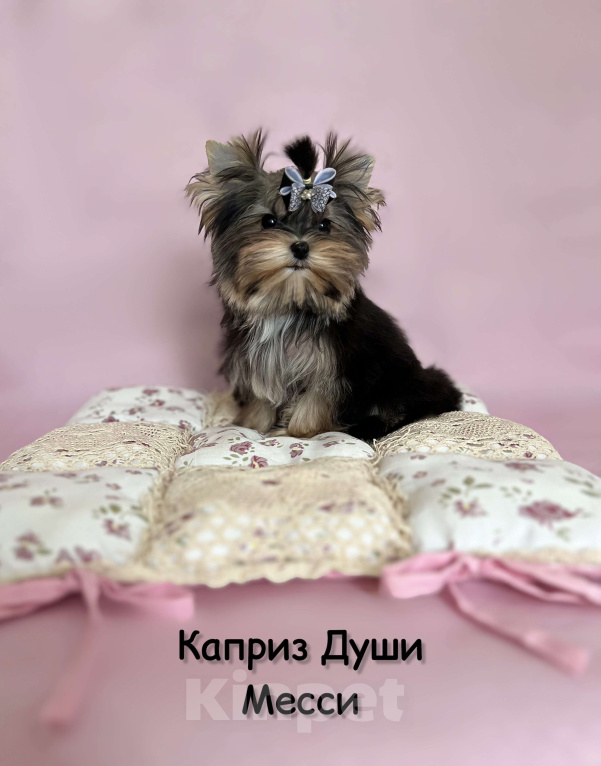 Собаки в Сосновом Бору: Девочка Мэсси йорктиз ( НРКА) Девочка, 50 000 руб. - фото 4