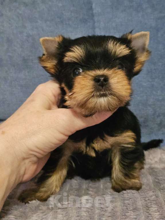 Собаки в Москве: Мальчик йорка мелкий стандарт  Мальчик, 50 000 руб. - фото 5