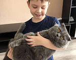 Кошки в Видном: Вязка шотландский вислоухий кот, 2 000 руб. - фото 6