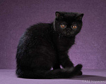 Кошки в Ливны: Котята экзоты, 25 000 руб. - фото 3