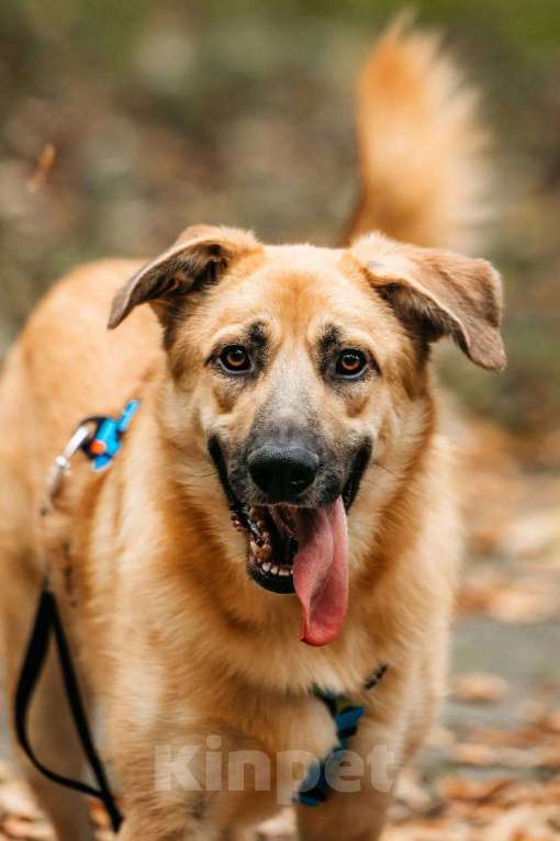 Собаки в Москве: Собака бесплатно Москва Мальчик, Бесплатно - фото 5