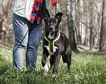 Собаки в Балашихе: Щенок в добрые руки Девочка, Бесплатно - фото 1