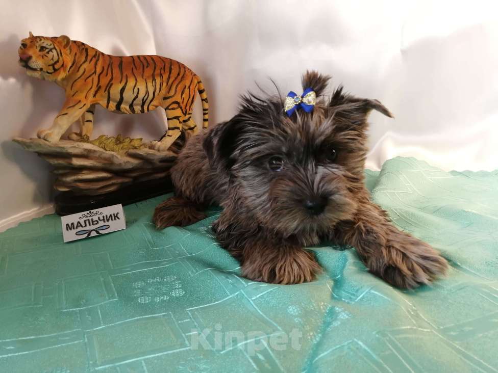 Собаки в Москве: Мальчишки редкого окраса - голубой мрамор Мальчик, 20 000 руб. - фото 2