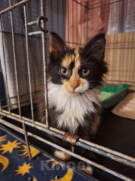 Кошки в Москве: Котёнок Фиона в добрые руки  Девочка, Бесплатно - фото 1