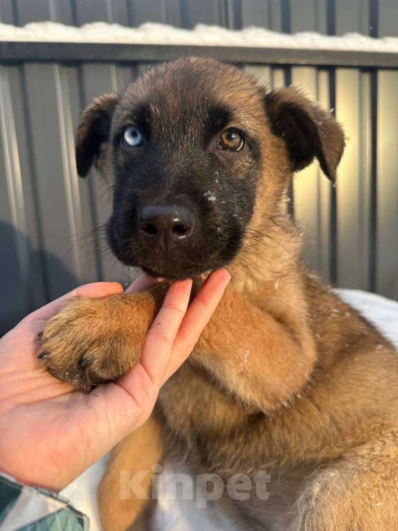 Собаки в Старом Купавне: Славный щенок в добрые руки Девочка, Бесплатно - фото 2