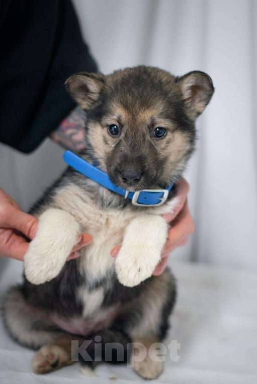 Собаки в Ногинске: Щенок мальчик в добрые руки Мальчик, Бесплатно - фото 7