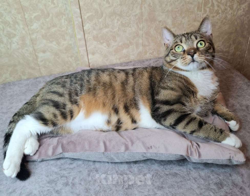 Кошки в Москве: Крупный котик-подросток в добрые руки  Мальчик, Бесплатно - фото 3