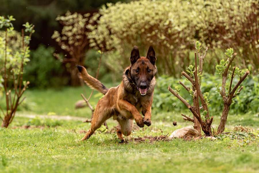 Собаки в Москве: Красавчик Анзор ищет дом. Мальчик, Бесплатно - фото 4