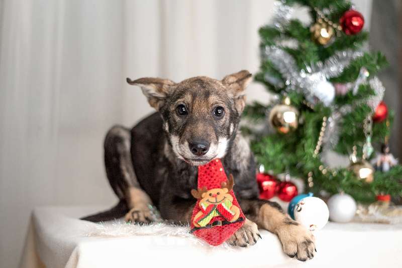 Собаки в Москве: Щенки метисы овчарки в добрые руки Мальчик, Бесплатно - фото 2