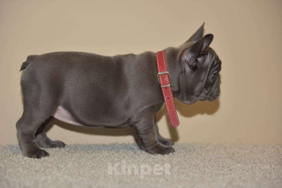 Собаки в Москве: Девочка голубая Девочка, 75 000 руб. - фото 4