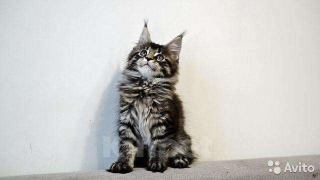 Кошки в Хасавюрте: Котенок мейн-кун, 30 000 руб. - фото 1