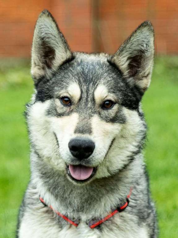 Собаки в Москве: Норд ищет свою семью Мальчик, Бесплатно - фото 1