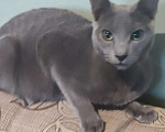 Кошки в Екатеринбурге: Котята породы русская голубая  Мальчик, 10 000 руб. - фото 1