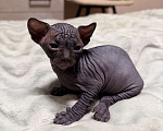 Кошки в Барнауле: Канадский сфинкс Мальчик, 10 000 руб. - фото 1